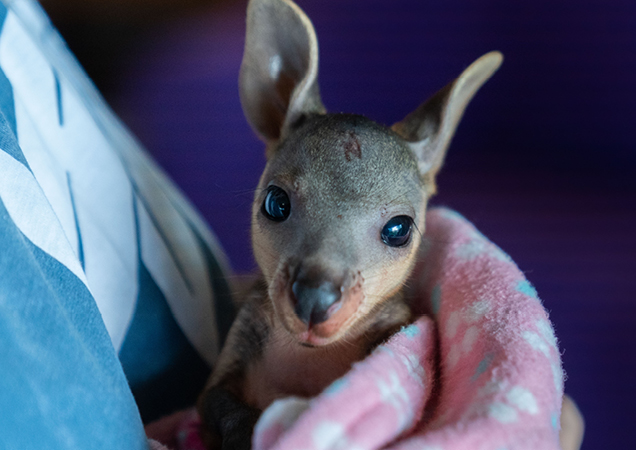 Kangaroo being held.